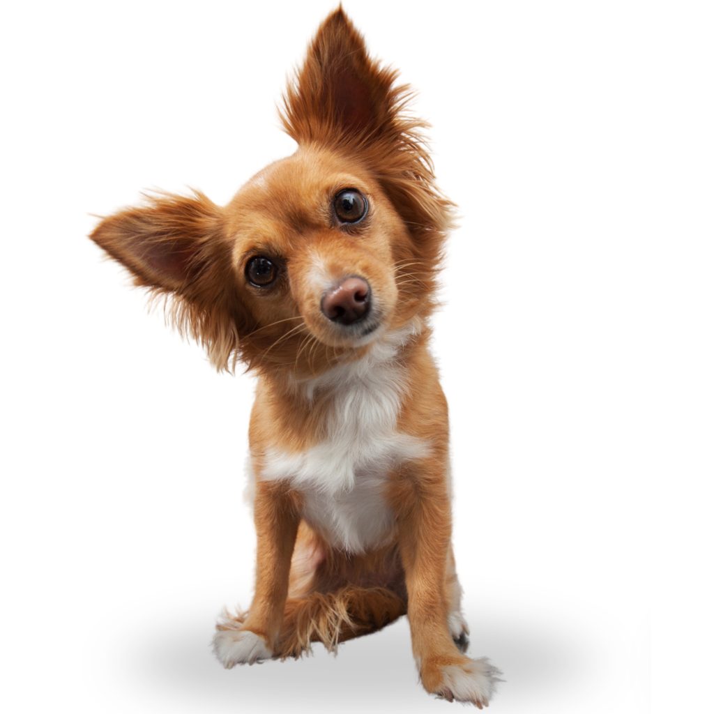 pet banner home (2000 x 2000 px)